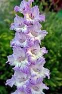Гладиолус Голубая бездна Gladiolus Golubaya Bezdna