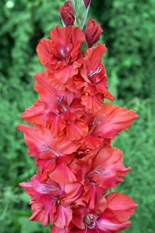 Гладиолус Свет Марина Gladiolus Svet Marina