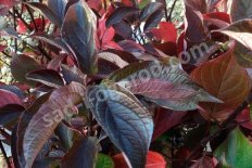 Дерен белый Кессельринги Cornus alba Kesselringii