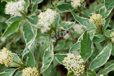 Дерен Cornus alba var. sibirica Variegata