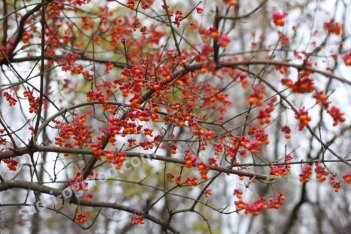 Бересклет европейский Euonymus europaeus