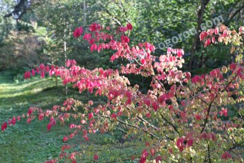 Бересклет крылатый Euonymus planipes