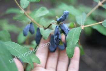 Жимолость садовая. Агротехника