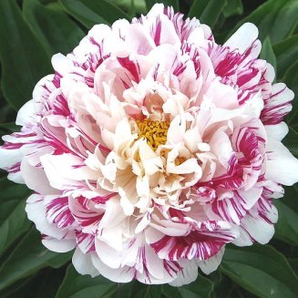 Пион молочноцветковый Кэнди Страйп Paeonia lactiflora Candy Striped