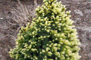 Ель канадская Дэйзи Вайт Picea glauca Daisy's White
