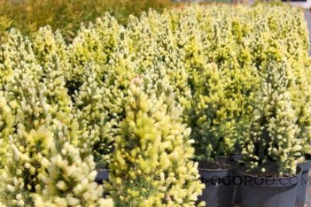 Ель канадская Дэйзи Вайт Picea glauca Daisy's White