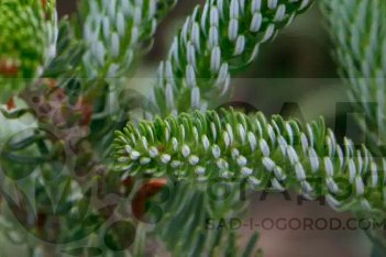 Пихта корейская Сильберлок Abies koreana Silberlocke