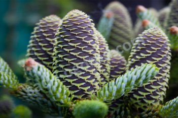 Пихта корейская Сильберлок Abies koreana Silberlocke