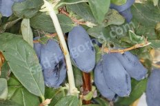 Жимолость съедобная Бореал Близзард Boreal Blizzard