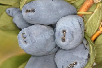 Жимолость съедобная Бореал Бист Lonicera Boreal Beast