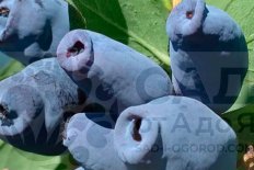 Жимолость Аврора Lonicera Aurora