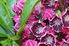 Кальмия широколистная Дип Сикрет (Kalmia latifolia Deep Secret)