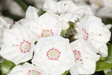 Кальмия широколистная Эльф (Kalmia latifolia Elf)