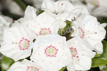 Кальмия широколистная Эльф Kalmia latifolia Elf
