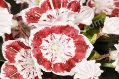 Кальмия широколистная Менуэт (Kalmia latifolia Minuet)