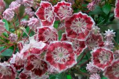 Кальмия широколистная Менуэт (Kalmia latifolia Minuet)