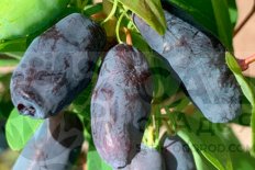 Жимолость Голубой Банан Lonicera Blue Banana
