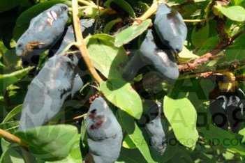 Жимолость съедобная Голубой Банан Lonicera Blue Banana