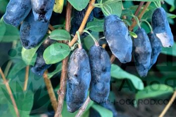 Жимолость съедобная Голубой Банан Lonicera Blue Banana