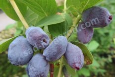 Жимолость съедобная Джайнтс Харт Giant's Heart