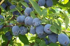 Жимолость камчатская съедобная Строубери Сенсейшн Strawberry Sensation