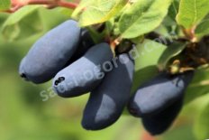 Жимолость съедобная Блю Треже Lonicera Blue Treasure