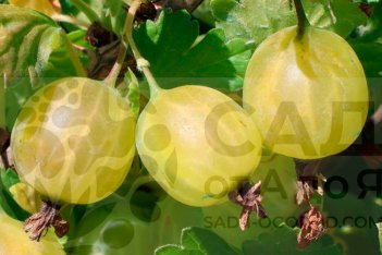 Крыжовник Резистента Ribes uva-crispa Resistenta