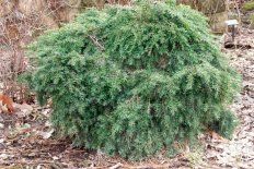 Тсуга канадская Джедделох Tsuga canadensis Jeddeloh