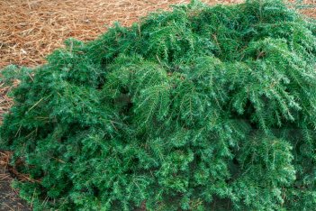 Тсуга канадская Джедделох Tsuga canadensis Jeddeloh