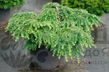 Тсуга канадская Джедделох Tsuga canadensis Jeddeloh