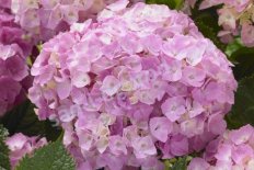 Гортензия крупнолистная Флаер энд Флаверс Пинк Лоллипоп Hydrangea macrophylla Flair & Flavours® Pink Lollipop