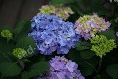 Гортензия крупнолистная Флаер энд Флаверс Свит Маршмеллоу Hydrangea macrophylla Flair & Flavours Sweet Marshmallow