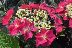Гортензия пильчатая Строберри энд Крим Hydrangea serrata Strawberries And Cream