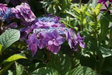 Гортензия пильчатая Блекберри Пай Hydrangea Flair and Flavours® Blackberry Pie