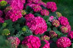 Гортензия крупнолистная Эндлесс Саммер ® Саммер Краш Hydrangea macrophylla Endless Summer ® Summer Crush