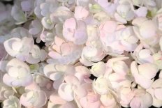 Гортензия крупнолистная Эндлесс Саммер Блашинг Брайд Hydrangea macrophylla Endless Summer Blushing Bride