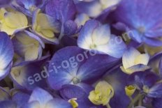 Гортензия крупнолистная Эндлесс Саммер Блум Страк Блю Hydrangea macrophylla Endless Summer® Bloomstruck Blue