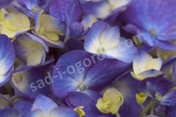 Гортензия крупнолистная Эндлесс Саммер Блум Страк Блю Hydrangea macrophylla Endless Summer® Bloomstruck Blue