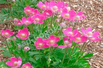Анемона Лессери Anemone x lesserii