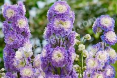 Дельфиниум Хайлендер Болеро Delphinium cultorum Highlander Bolero