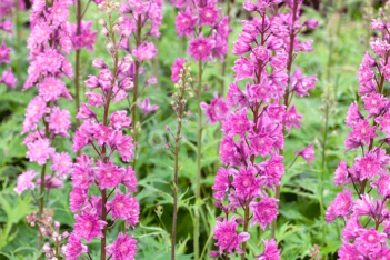 Дельфиниум Фламенко Delphinium cultorum Highlander Flamenko