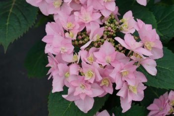 Гортензия пильчатая Пинк Свитхартс Hydrangea serrata Flair &amp; Flavours® Pink Sweethearts