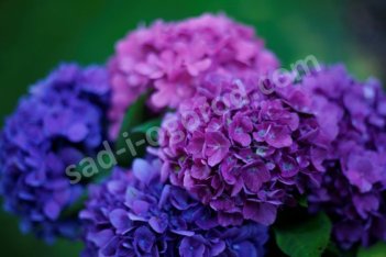 Гортензия крупнолистная Флаер энд Флаверс Блэк Куррент Маффин Hydrangea macrophylla Flair &amp; Flavours® Blackcurrant Muffin