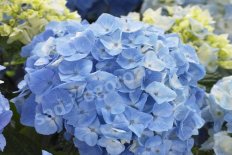 Гортензия крупнолистная Флаер энд Флаверс Минти Айс Hydrangea macrophylla Flair & Flavours® Minty Ice
