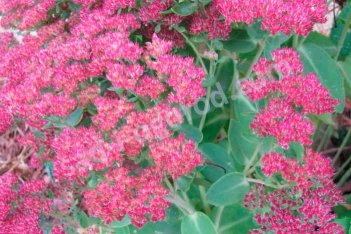 Седум гибридный Матрона Sedum telephium Matrona