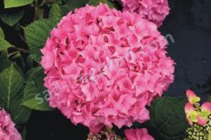 Гортензия крупнолистная Флаер энд Флаверс Свит Капкейк Hydrangea macrophylla Flair & Flavours® Sweet Cupcake