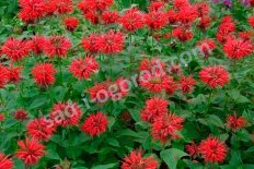 Монарда двойчатая Панорама Ред Monarda didyma Panorama Red