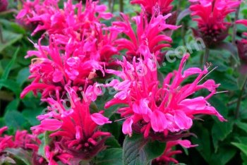 Лучшие растения для травяного чая. Что посадить в саду