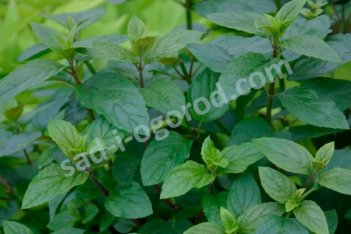 Мята перечная Шоколад Mentha x piperita Chocolate