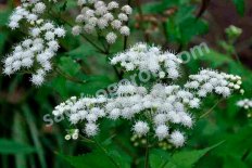 Посконник ароматный Eupatorium aromaticum